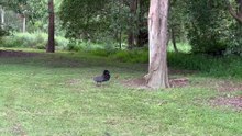 Australian brush turkey