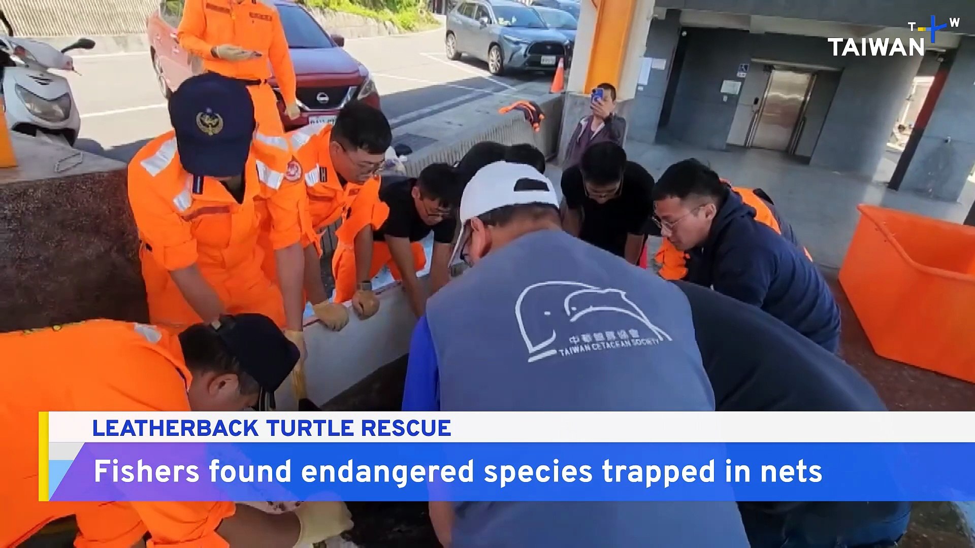 ⁣Endangered Leatherback Turtle Rescued From Fishing Net