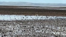 Great egrets