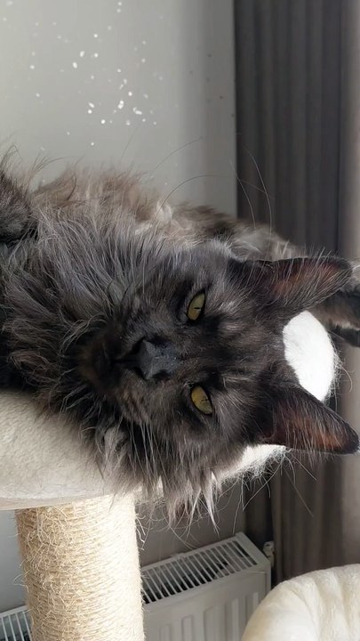 When It’s Monday for You… But Sunday for Your Cat 😅 #cat #funnycats #animals #catvideo #viralcats