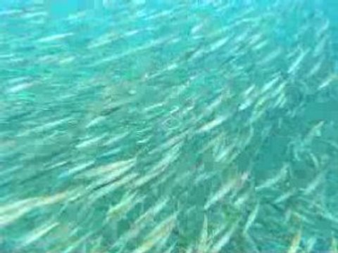 Banc de Maquereaux en Mer Rouge (Marsa Alam)