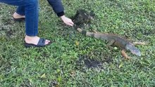Young Boy Saves Chilled Iguana During Cold Weather in South Florida