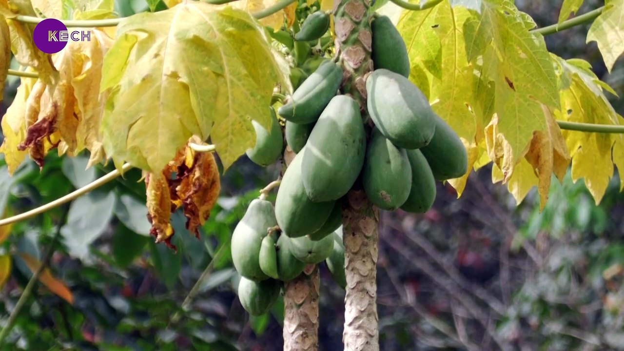 Papaya gaining ground in Cote d'Ivoire as farmers move away from cocoa
