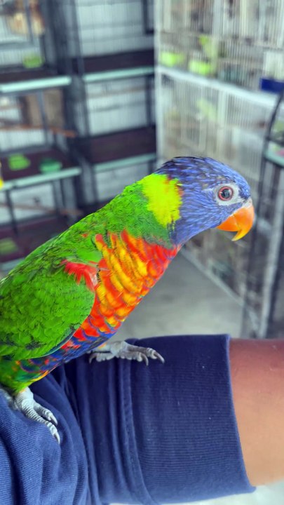 Pets Life #petslife #Viral #Funny #beauty