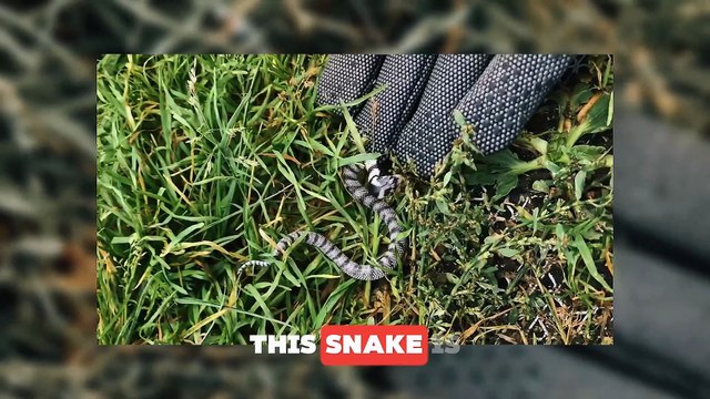 World’s Smallest Snakes Ever Discovered (Shocking snake)