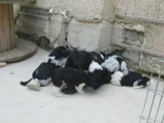 Sipai avec ses chiots mai 2008