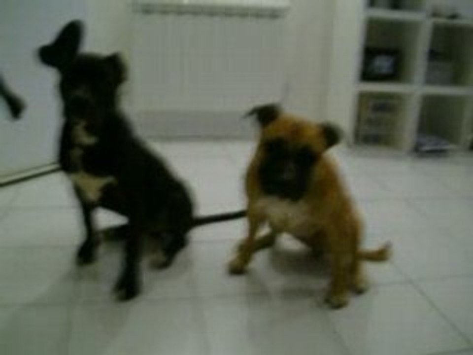 Umber et Devil
