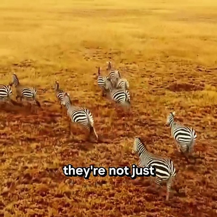 ZEBRA FACTS