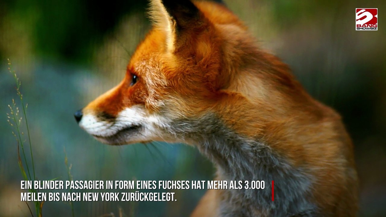 Blinder Passagier: Fuchs reist mehr als 3.000 Meilen nach New York