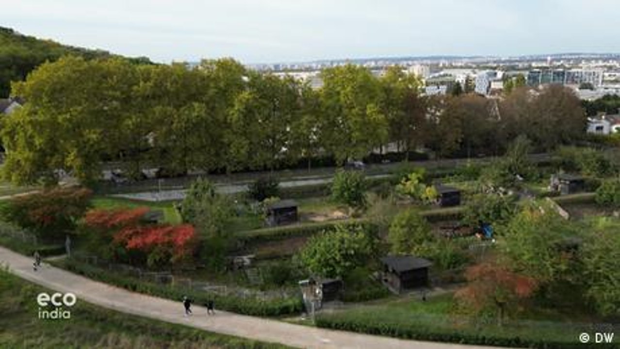 Hongos urbanos: la granja parisina que produce setas