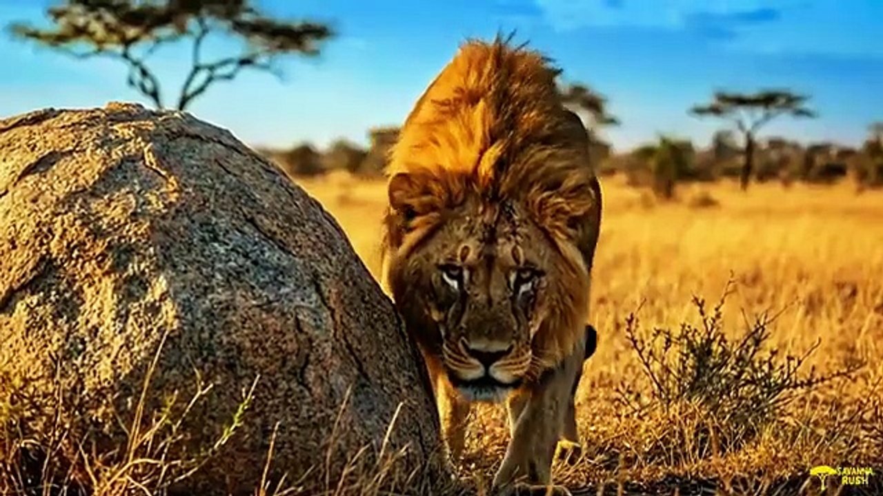 A Blind Lion Survived Alone for 2 Years… Until One Man Found Him”