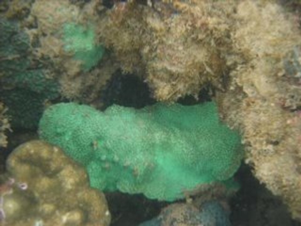 Koh jum Thailande - krabi - 2008 - snorkeling -