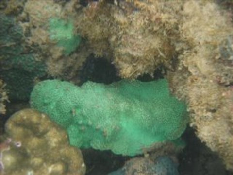 Koh jum Thailande - krabi - 2008 - snorkeling -