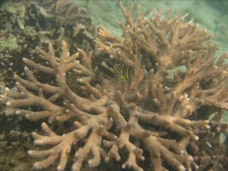 Koh Jum II -Thailande- snorkeling en  mars 2008 (Krabi)