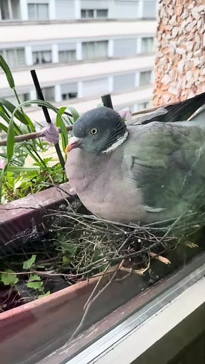 Les baby vont arriver cette semaine #wildlife  #day15     #palombe #birds #egg #fyp  #geneva
