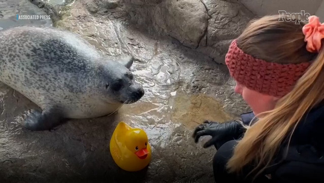 Curious Seal Becomes Boston Aquarium's Newest Influencer After His Love for His Rubber Ducky Goes Viral