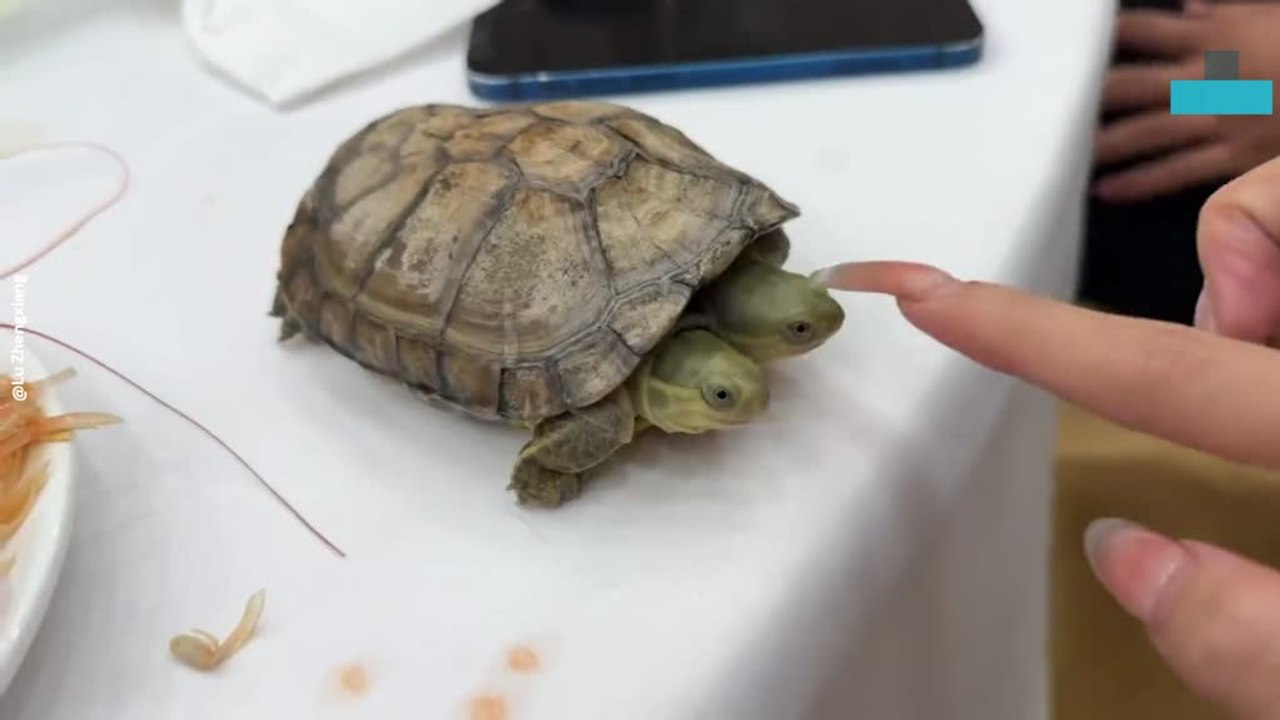 Rare Two-headed Turtle Moves and Both Heads Look in Different Directio