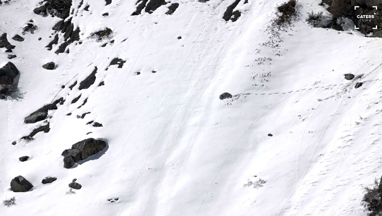 Playful Snow Leopard Rolls Down Steep Mountains in Rare Seen