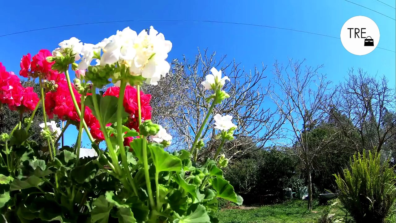 Las tres mejores plantas con flor para plantar en marzo: jardines, terrazas y balcones llenos de color esta primavera