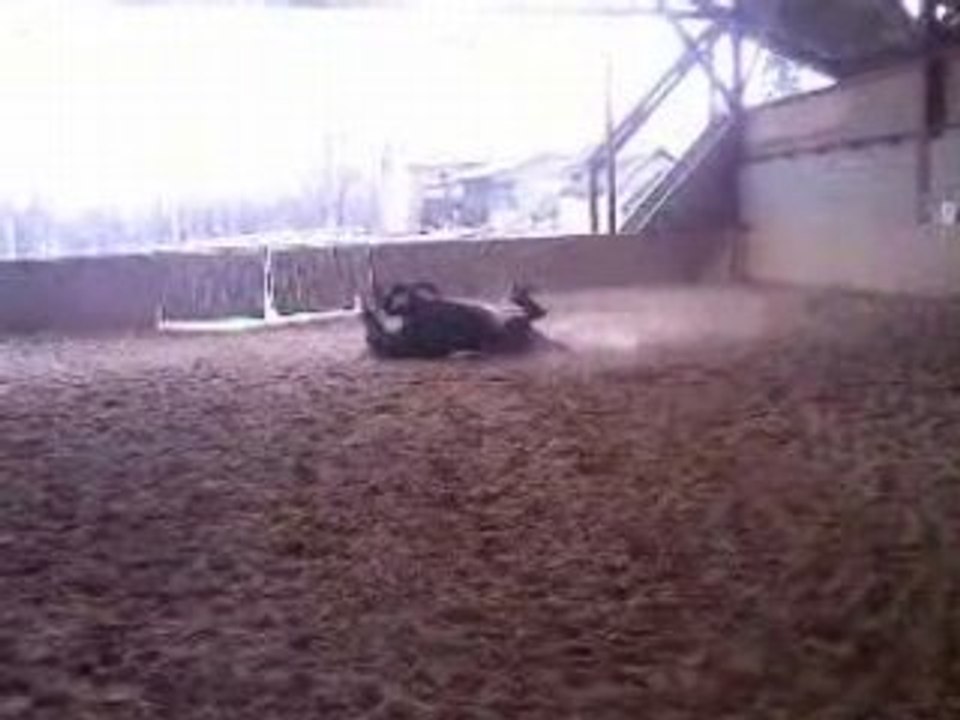 Noster dei en train de se rouler