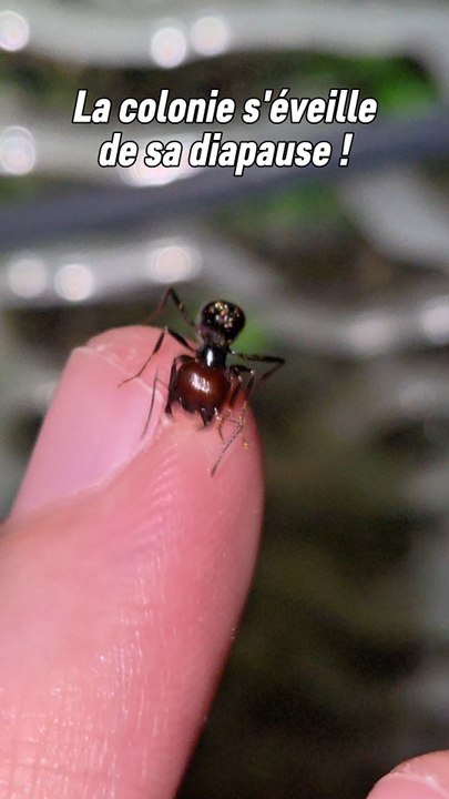 On va pouvoir parler beaucoup plus de nos petites fourmis !prochaine vidéo dédié au nettoyage de l'aire de chasse. 😊