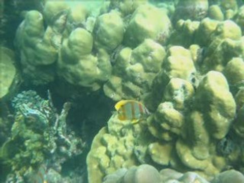 Bamboo Island - Thailande - Snorkeling 2008