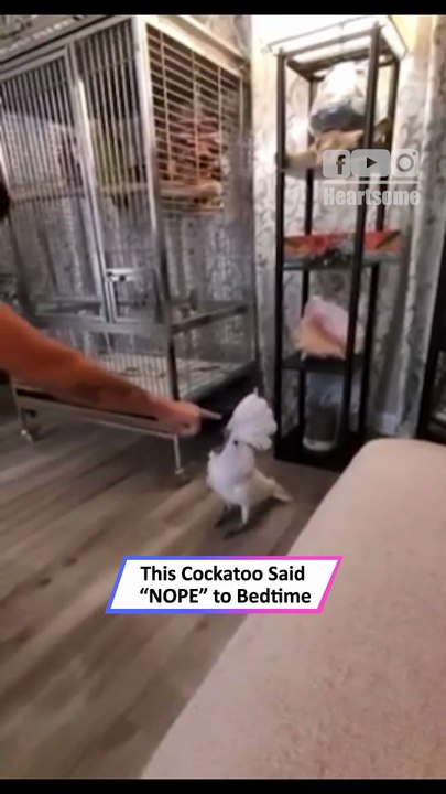 Two Hyper Dogs Go Wild—Chaos You Can’t Stop Watching!|| Heartsome 💖