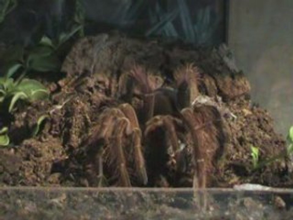 Theraphosa blondi