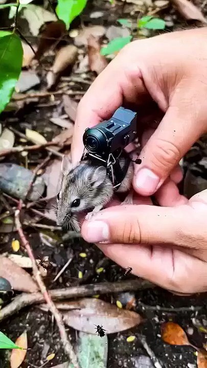 Inside a Field Mouse Burrow POV