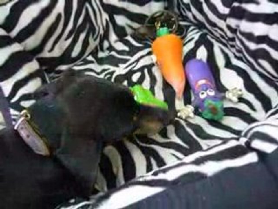 Le petit chien "Maximus"