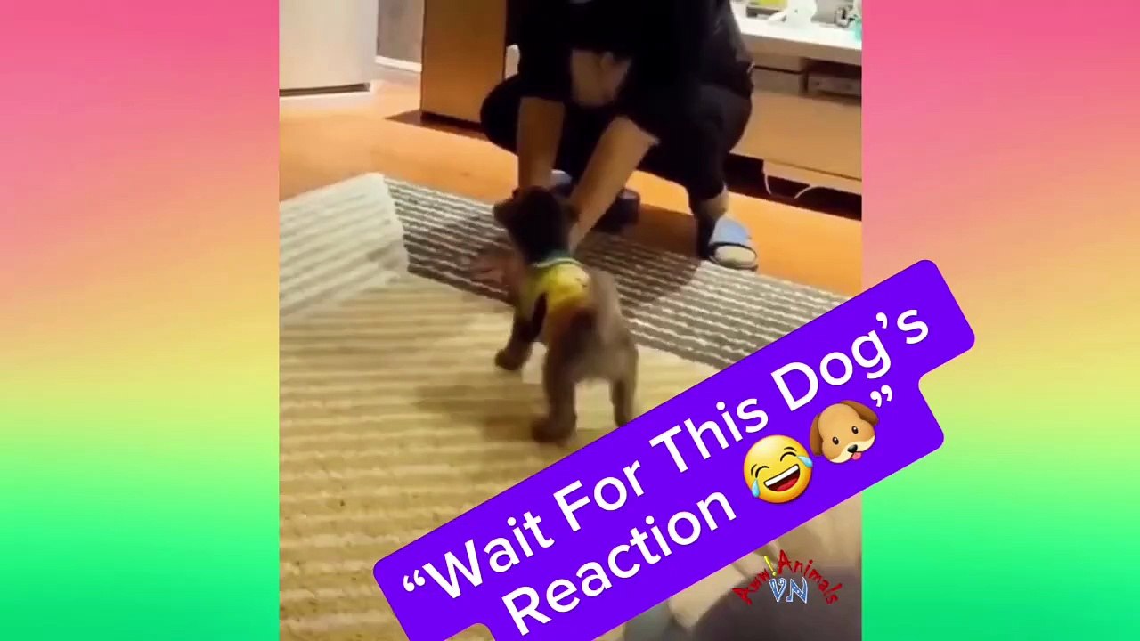 “Funniest Dog Moment Ever Caught on Camera 🐶”