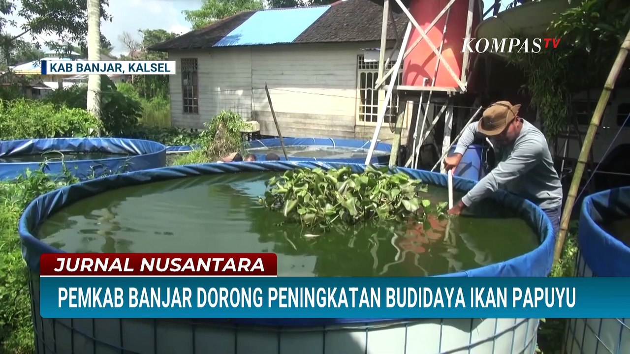 [FULL] Kepala Dinas DKPP Kab Banjar Bahas soal Potensi Budidaya Ikan Papuyu | JURNAL NUSANTARA