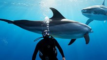 Dolphin Protects Diver From Shark