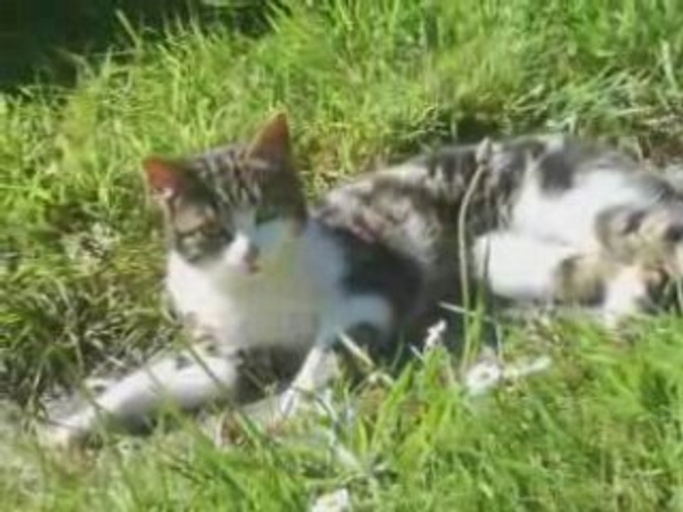 Animaux