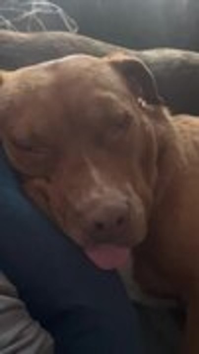 Sleeping Pit Bull Makes Funny Snorting Sounds