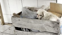 Dog Abandoned In Local Market Finds His Soul Family
