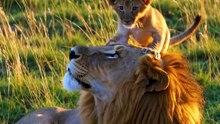 Heartwarming Wildlife Family Moments