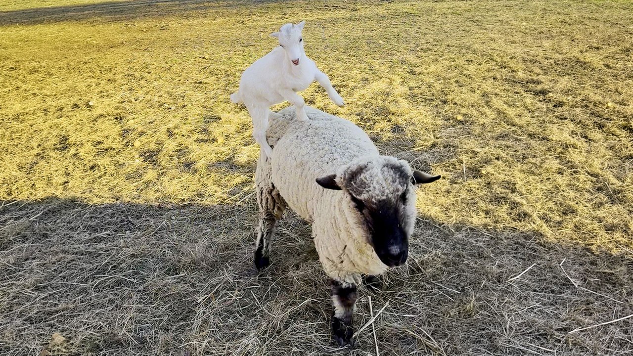 Rescued Baby Goat Loves Riding On Her Sheep Friend's Back - video ...