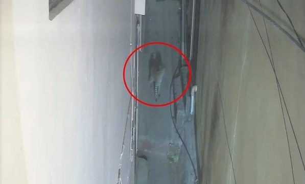अलवर के रिहायशी इलाके में दिखा लेपर्ड, CCTV में कैद; लोगों में दहशत