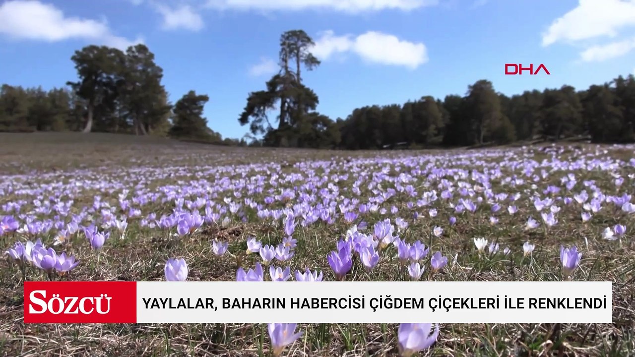 Yaylalar, baharın habercisi çiğdem çiçekleri ile renklendi