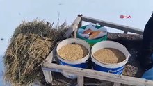 Türkiye'nin Sibiryası'nda sıcacık anlar: Her şey aç kalan yaban hayatı için....