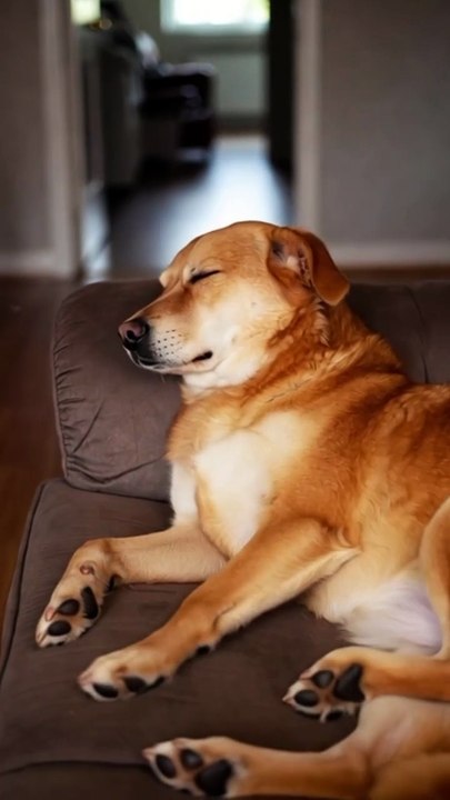 Funniest animals video 🤪😂 Dog #trendingvideo #viralvideo #funnyvideos #viral #trending #newtrend #dogs #animals #dog #animalvideos #funnyanimals #dogvideos #funnydog