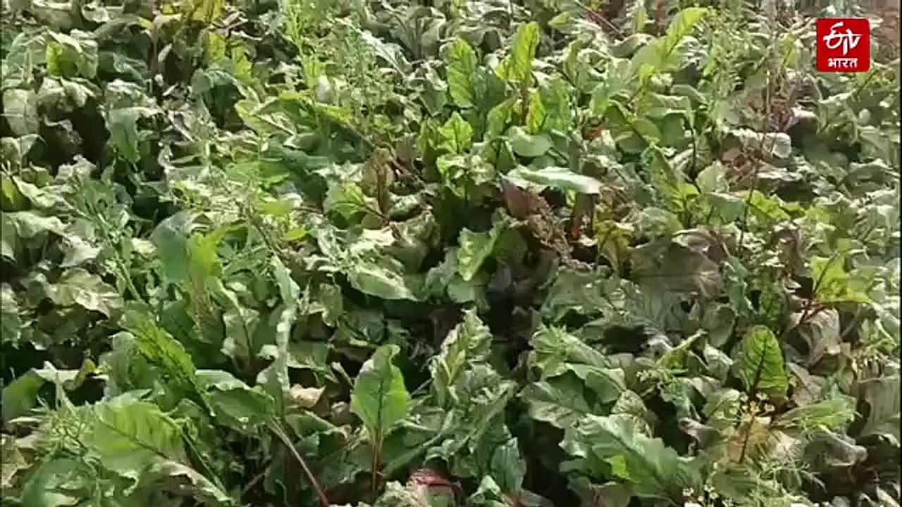 बूंद-बूंद पानी को तरसते खेत: सब्जी की खेती के लिए मशहूर देवघर के किसान सिंचाई संकट से बेहाल