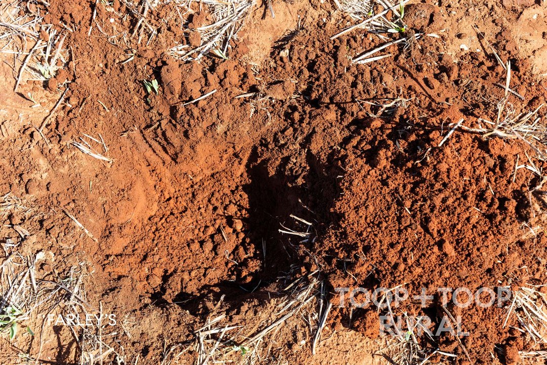 Large-scale Mallee farm aggregation for sale.