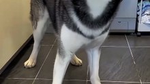 “The Most Adorable Dog Moment 🐶”