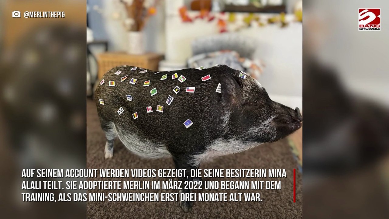 Instagram-Star-Schwein stellt Guinness-Weltrekord auf