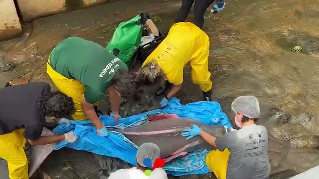 Boto é resgatado de canal em Belém