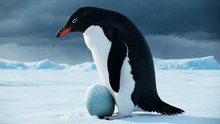 Penguin Protects Egg in Storm