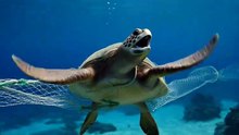 Sea Turtle Freed From Net