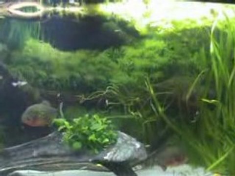 Mon aquarium et mes piranhas